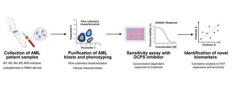 Imagen: Flujo de trabajo de detección de fármacos ex vivo para muestras de pacientes con leucemia mieloide aguda. (Grassi, F., Bast, L., Singh, M. et al. Discover Oncology (2026). https://doi.org/10.1007/s12672-026-04880-x)