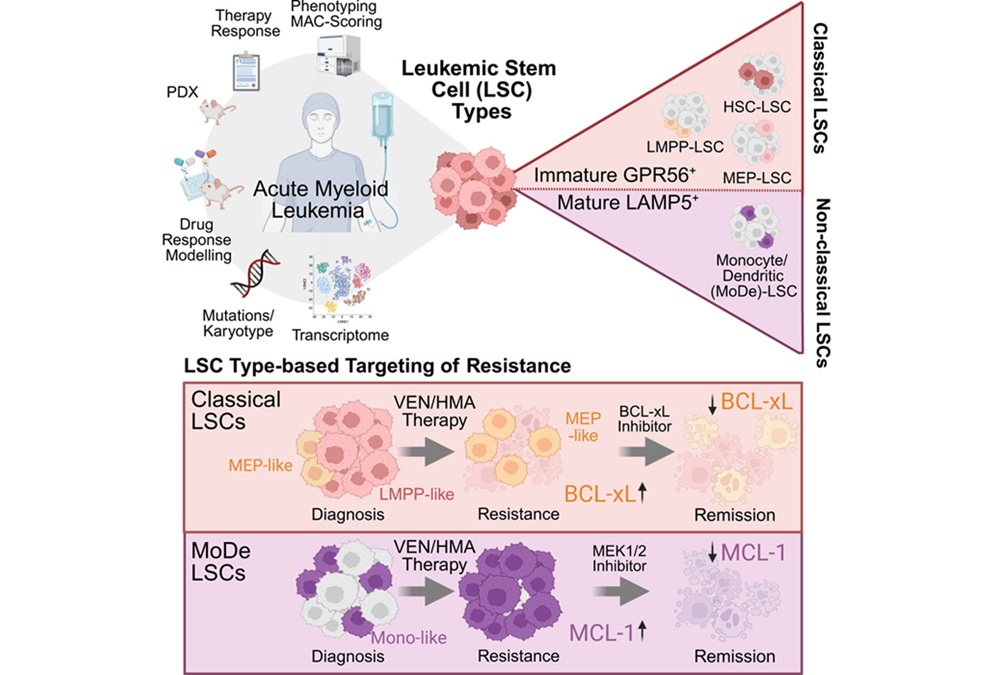 Imagen: Resumen gráfico (Waclawiczek A, Leppä AM, Renders S, et al. Cell Stem Cell, 2026. doi:10.1016/j.stem.2026.04.012)