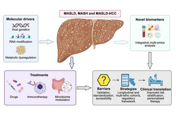 Imagen: El diagrama esquemático vincula los impulsores moleculares clave de MASLD, MASH y MASLD-HCC con biomarcadores multiómicos y modalidades terapéuticas emergentes, destacando las barreras actuales en la traducción clínica y las soluciones estratégicas destinadas a una estratificación de riesgos refinada y una medicina personalizada (Fotografía cortesía de ©Science China Press)