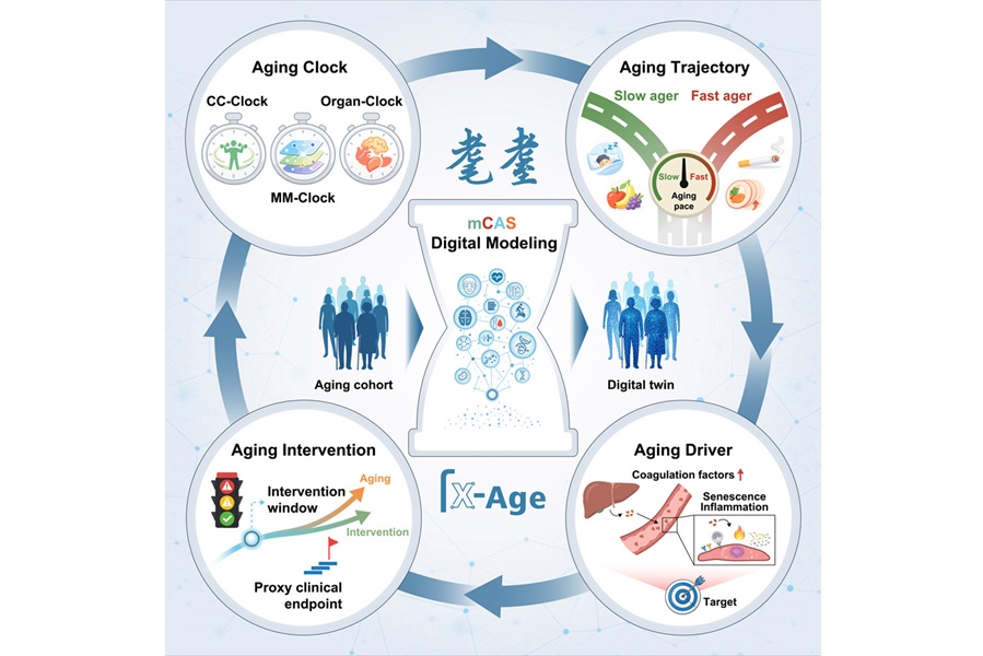 Imagen: Resumen gráfico (Jiaming Li, et al. Cell, 2026. doi:10.1016/j.cell.2026.04.025)