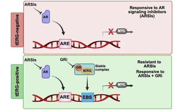 Sinopsis: TMPRSS2-ERG confiere resistencia del cáncer de próstata a los antiandrógenos (Sekar, A., Selvadurai, B.R., Chatterjee, R. et al. EMBO Molecular Medicine (2026). doi.org/10.1038/s44321-026-00423-7)