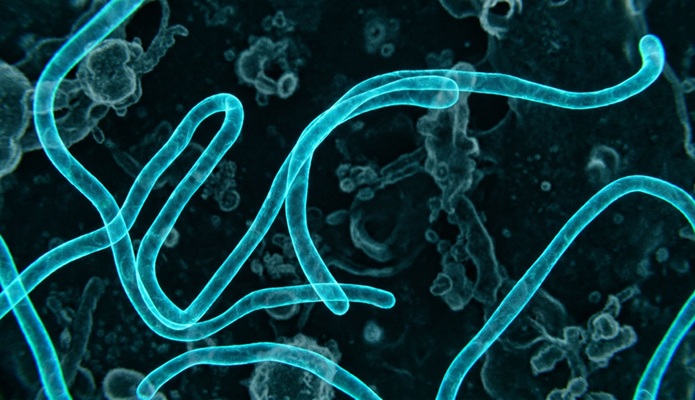 Imagen: Roche desarrolló un ensayo de PCR para uso en investigación dentro de los seis días posteriores a la publicación de la secuencia del genoma del virus Bundibugyo (crédito de la imagen: Adobe Stock)