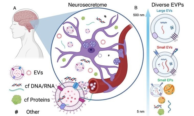 Resumen del estudio y de los hallazgos: A) Varias vesículas extracelulares (VE) de origen cerebral atraviesan la barrera hematoencefálica y llegan a la circulación. B) Diferentes VE transportan distintas cargas de ARN. B) El ARN de las VE se ve alterado, mostrando una regulación al alza (verde) o a la baja (rojo) en la enfermedad de Alzheimer (Gonzalez-Kozlova, E., et al., Nature Communications (2026). doi.org/10.1038/s41467-026-74541-8)