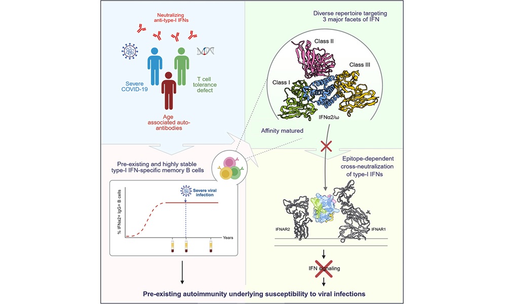 Imagen: Resumen gráfico (Morgane Fournier et al., Cell (2026). DOI: 10.1016/j.cell.2026.04.013)