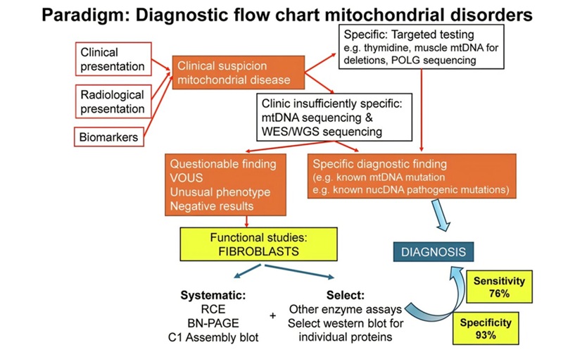 Imagen: Paradigma para el diagnóstico de trastornos mitocondriales primarios  (Johan L K Van Hove et al. EMBO Molecular Medicine, 2026. https://doi.org/10.1038/s44321-026-00497-3