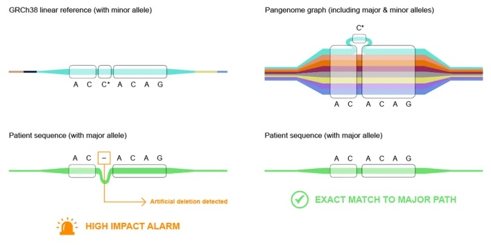 Imagen: Imagen: Resumen gráfico (Nagy, G.R., Munkácsy, G., Murmu, A. et al. Más allá del genoma lineal: cómo el sesgo de referencia amenaza la medicina preventiva y la gerociencia. GeroScience, 2026. https://doi.org/10.1007/s11357-026-02436-z)