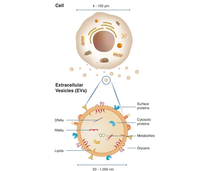 Imagen: La plataforma está diseñada para aislar vesículas extracelulares que se originan en un tejido seleccionado, centrándose inicialmente en las liberadas por los hepatocitos en el hígado. (Foto cortesía de Mursla Bio)