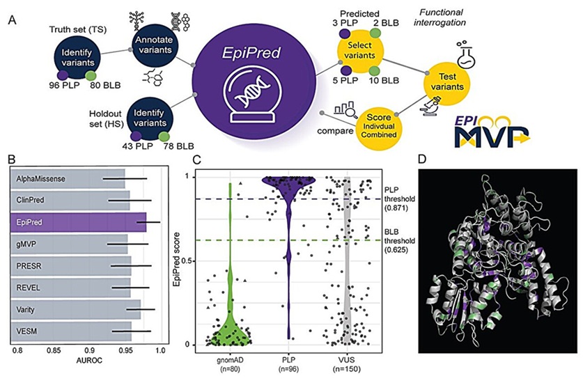 Imagen: El aprendizaje supervisado facilita la generación de un predictor del efecto variante específico de STXBP1, EpiPred. (Jeffrey D. Calhoun et al., Gene-specific machine learning model EpiPred identifies likely pathogenic variants in the epilepsy-related gene STXBP1, Journal of Clinical Investigation (2026). DOI: 10.1172/jci207160)