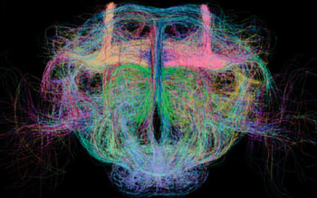 Imagen: El proyectoma total de los tractos neuronales del cerebro de una Drosophila (Fotografía cortesía del Instituto Allen para la Ciencia del Cerebro).