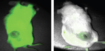 Imagen: Imágenes de fluorescencia OTL38 de un ratón seguidas de imágenes de fluorescencia EC17, ambas con carga tumoral HeLa (Fotografía cortesía de la Universidad de Purdue).
