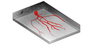 Imagen: La representación de la superficie de una célula de Purkinje con la parte principal de su árbol dendrítico (Fotografía cortesía de la Universidad de Basilea).