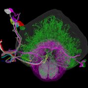 Imagen: El hemisferio derecho del cerebro de una mosca de la fruta (Fotografía cortesía del MIT).