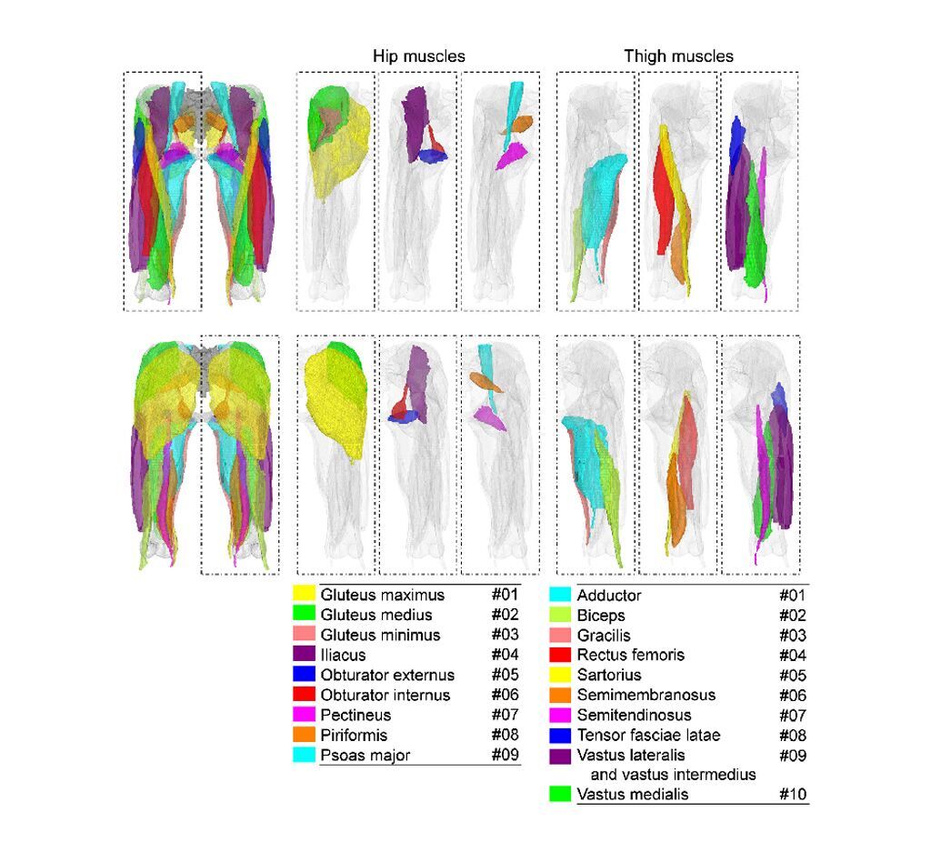Imagen: El aprendizaje profundo puede identificar los músculos individuales en la TC (Fotografía cortesía de NAIST)