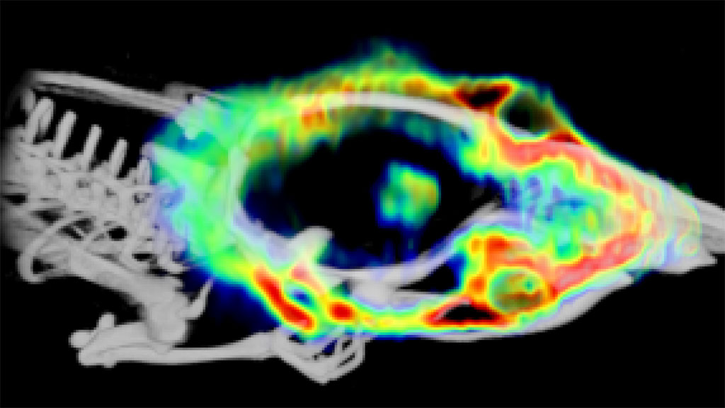 Imagen: Imagen de fusión 3D PET/CT de folato marcado con flúor-18 de una rata con glioma visible en la región central del cerebro (Fotografía cortesía de la Universidad de Turku)