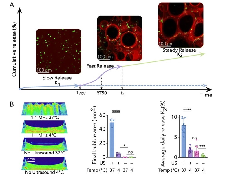 Imagen: El hidrogel compuesto permite una liberación de fármacos sostenido y consistente, activado por ultrasonido (Foto cortesía del Journal of Controlled Release; DOI: 10.1016/j.jconrel.2024.08.001)