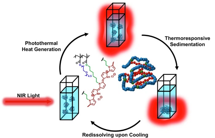 Imagen: Concepto de los SCNP fotosensibles (J F Thümmler et al., Commun Chem (2025). DOI: 10.1038/s42004-025-01518-x)