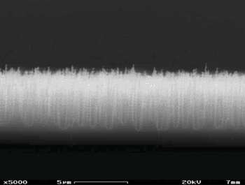 Image: Scanning electron microscope (SEM) picture of black silicon spikes (Photo courtesy of Christoph Kubasch).