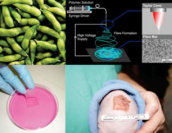 Image: From soy Bean to wound dressing (Photo courtesy of Eqalix).
