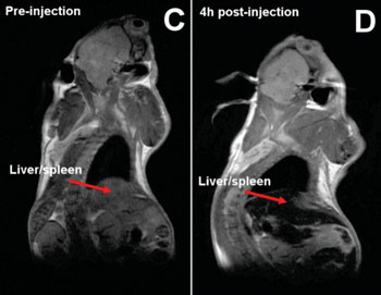 Image: Whole body images of a mouse before and after nanoparticles injections. Signal loss in the liver and the spleen due to the accumulation of iron from the nanoparticles is indicated by the red arrows. (Photo courtesy of Imperial College London). Image: Whole body images of a mouse before and after nanoparticles injections. Signal loss in the liver and the spleen due to the accumulation of iron from the nanoparticles is indicated by the red arrows. (Photo courtesy of Imperial College London).