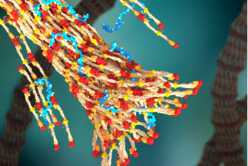 Image: Fibrin forming a blood clot, with PolySTAT (in blue) binding strands together (Photo courtesy of William Walker/University of Washington).