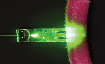 Image: Cross-section of the photo-activated area of dyed porcine skin with a planar PTB waveguide (Photo courtesy of the University of St. Andrews).