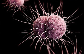 Image: A computer illustration of a Neisseria gonorrhoeae that appears as two rounded halves with menacing tendrils (Photo courtesy of the CDC).