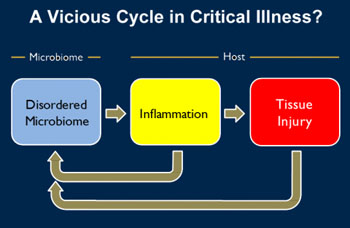 Image: The vicious cycle of microbiome dysbiosis (Photo courtesy of the University of Michigan).