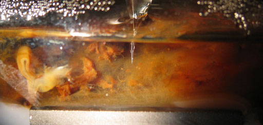 Image: An example of biofilm formation (Photo courtesy of WSU).