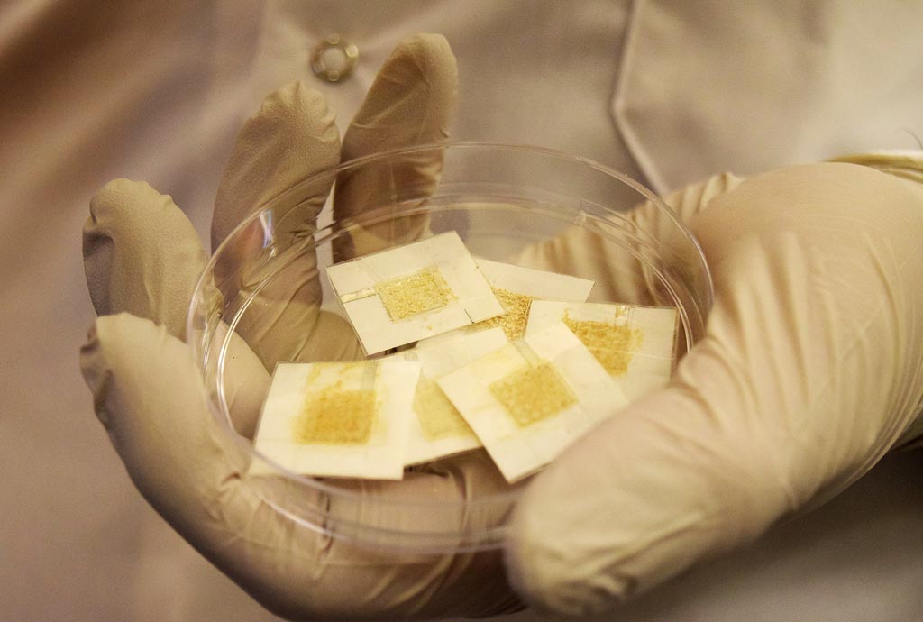 Image: Disposable yeast badges can detect radiation exposure (Photo courtesy of Kayla Wiles/ Purdue University). Image: Disposable yeast badges can detect radiation exposure (Photo courtesy of Kayla Wiles/ Purdue University).