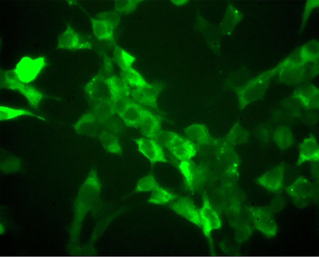 Image: hA3G in 293T cells (Photo courtesy of OyaGen, Inc.)