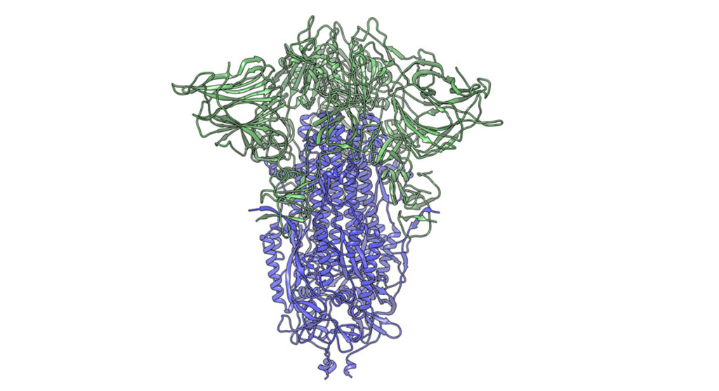 Image: In this cryogenic electron microscope image of a SARS-CoV-2 spike protein side view, the S1 section of the spike is shown in green and the S2 portion is shown in purple. This unique two-piece system has shown itself to be relatively unstable (Photo courtesy of Andrew Ward lab, Scripps Research)