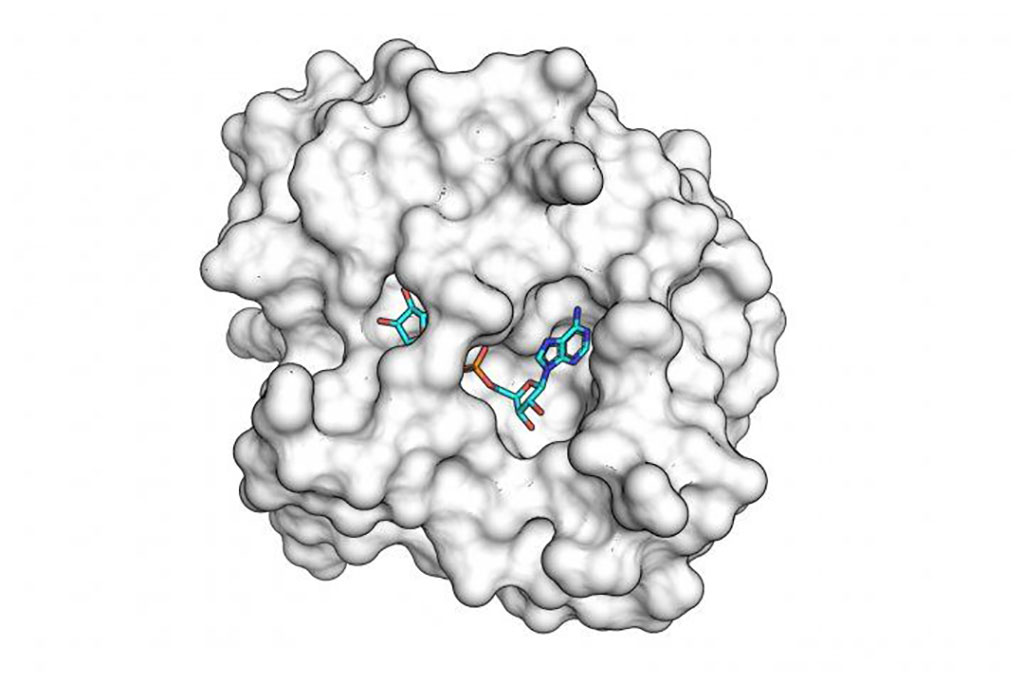 Image: The SARS-CoV-2 macro domain protein bound to small molecule fragments that could be the basis of novel antiviral drugs (Photo courtesy of UCSF)
