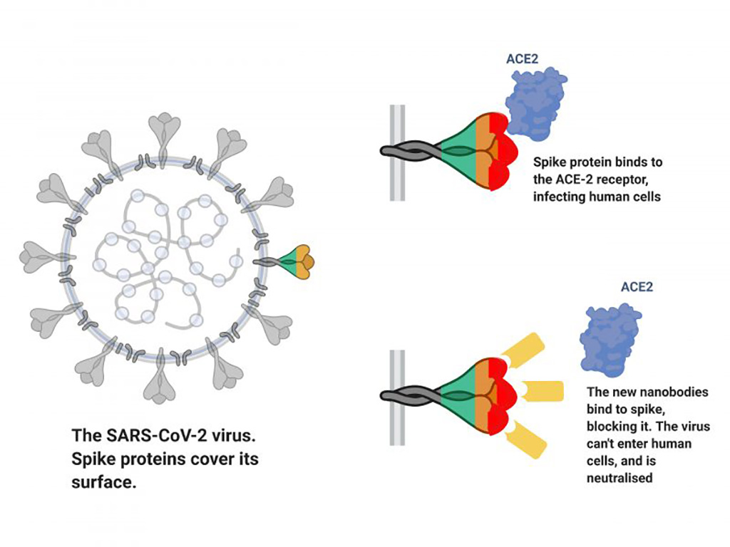 Image: Antibodies Derived from Llamas Neutralize SARS-CoV-2 Virus (Photo courtesy of Rosalind Franklin Institute)