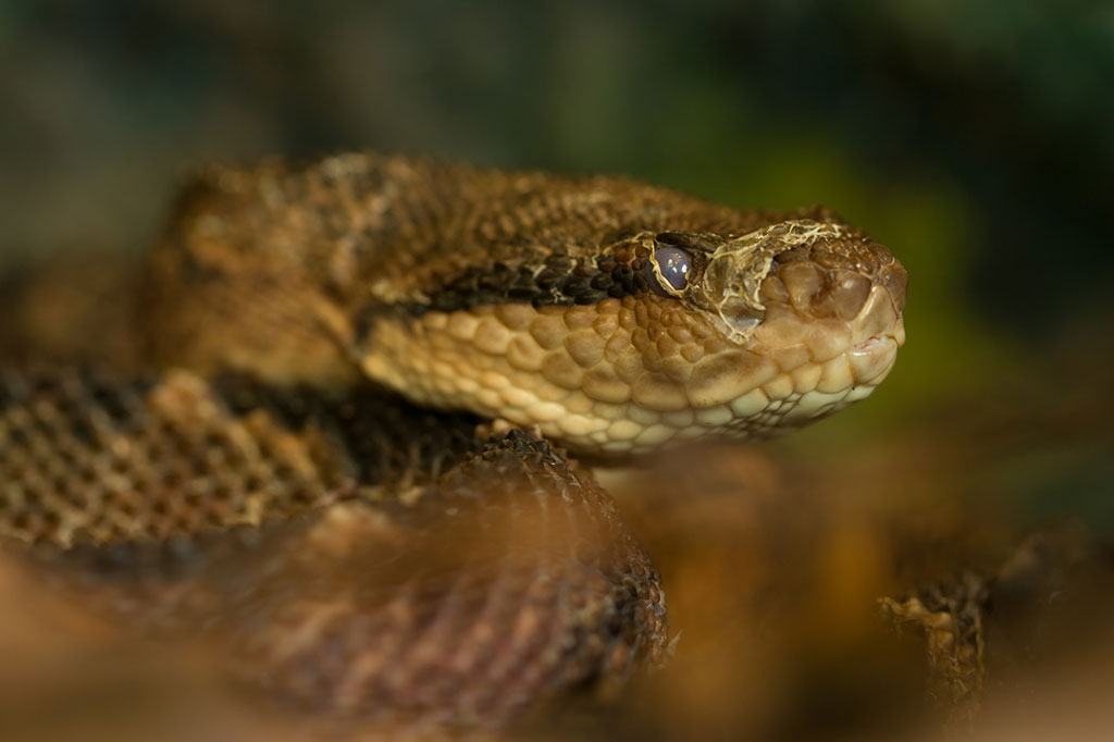 Image: The deadly fer-de-lance’s venom could also help save lives (Photo courtesy of Depositphotos)