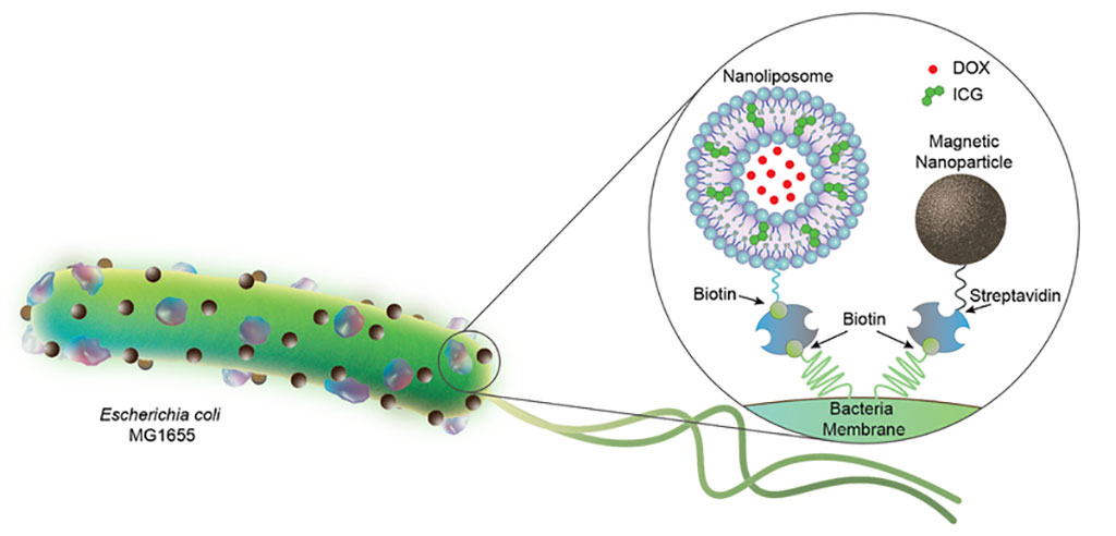 Image: Bacteria-based biohybrid microrobots on a mission to one day battle cancer (Photo courtesy of Max Planck Institute for Intelligent Systems)