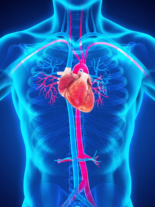 Image: A multicenter observational study will look at a procedure to limit blood loss by partially blocking the aorta (Photo courtesy of Shutterstock))