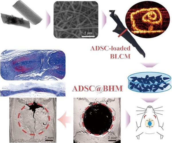 Image: Schematic illustration of rADSC-loaded tubular units promoting bone regeneration of critical-sized skull defects (Photo courtesy of Sun Yat-sen University)