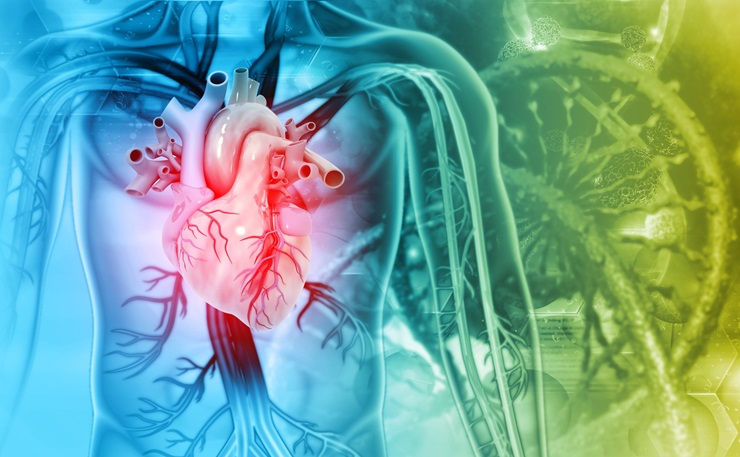 Image: A wireless, fully implantable LVAD system could reduce the risk of infections and complications (Photo courtesy of 123RF)