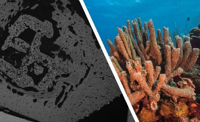 Image: (Left) An image of a 3D-printed material implanted in vivo for 4 weeks. (Right) A photo of coral (Photo courtesy of Dr Zhidao Xia and Jesus Cobaleda)