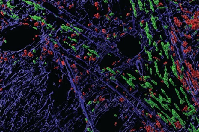 Image: This intravital microscopy rendering provides a 3D view of tissue implanted with biomaterial and metabolic inhibitors (Photo courtesy of Axel Schmitter-Sánchez/MSU)