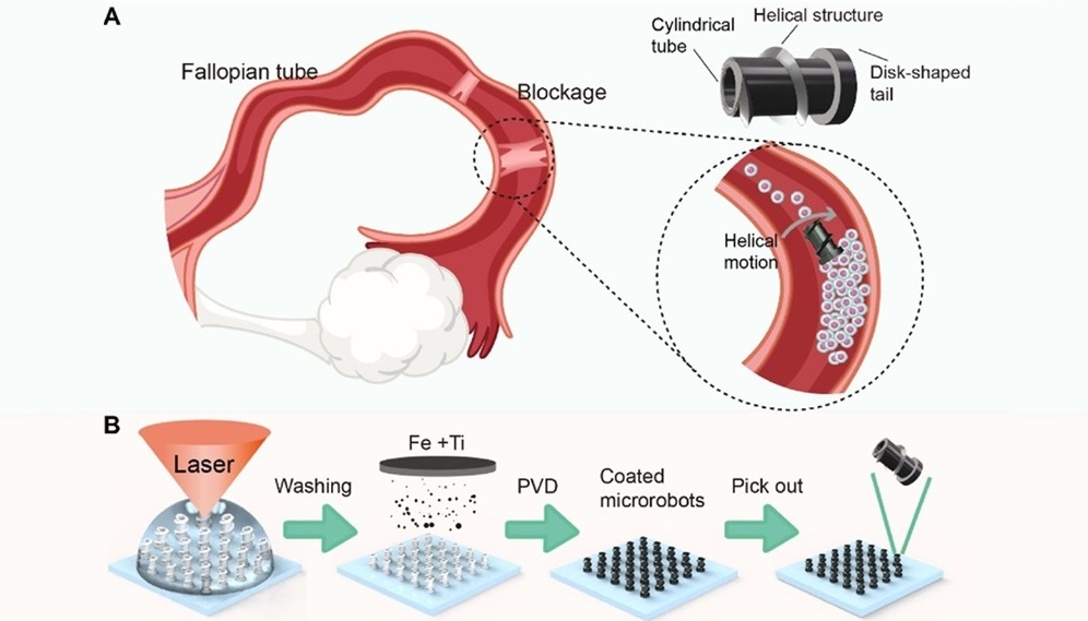 Image: Magnetically driven robotic microscrews offer a new solution for fallopian tube blockages (Photo courtesy of Liu et al; doi.org/10.1063/5.0233734)
