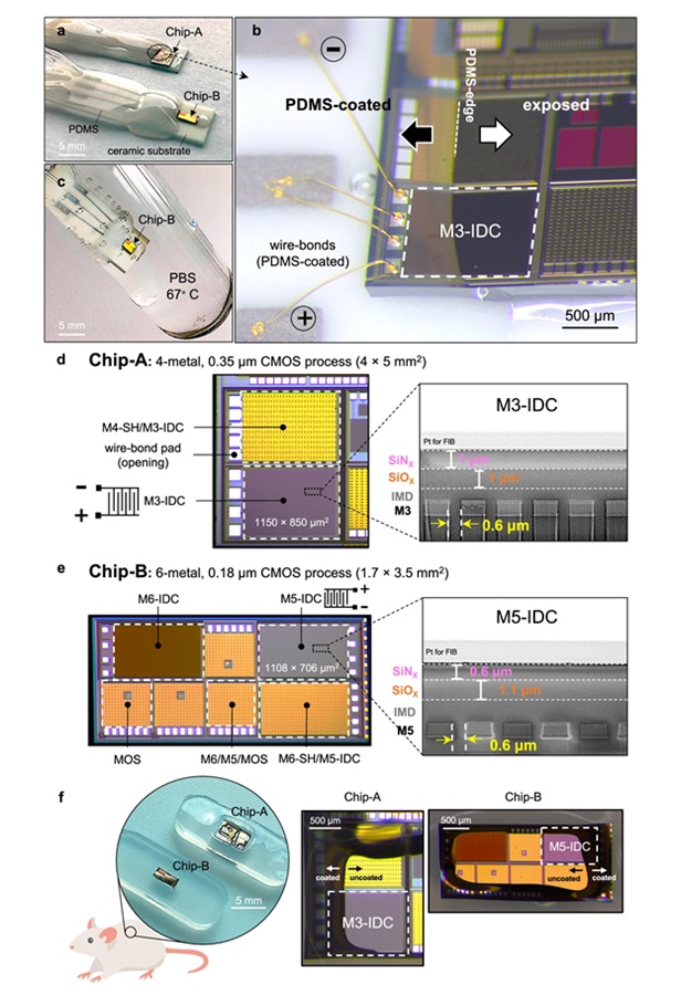 Image: Silicon-IC test structures prepared for long-term accelerated in vitro and in vivo aging (Photo courtesy of Nature Communications, DOI:10.1038/s41467-024-55298-4)