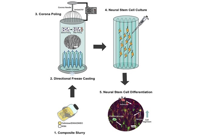 Image: Researchers have created cellulose-based scaffolds with piezoelectric properties for CNS injury repair (Photo courtesy of Cell Reports Physical Sciences)