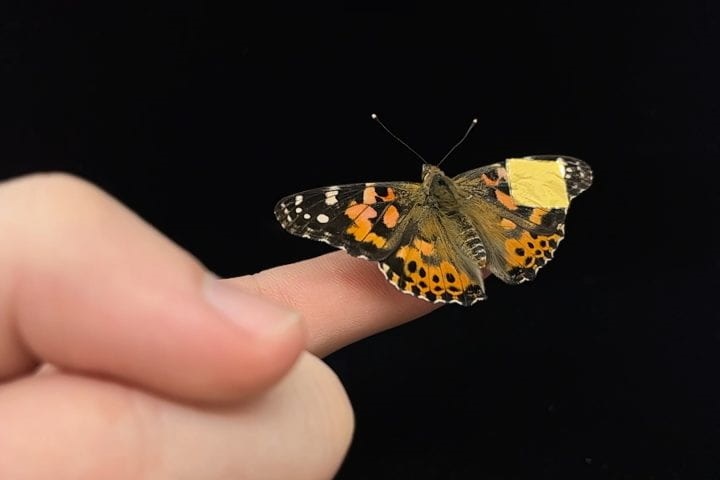 Image: The soft, conformable implant seen here on the wing of a butterfly measures neurological signals in patients’ developing brains (Photo courtesy of Duncan Wisniewski/UC Irvine)