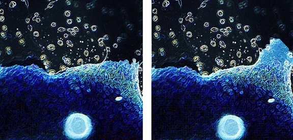 Image: The image shows a conductive scaffold that is functionalized with PEDOT conductive polymer (Photo courtesy of Rebecca Keate/Northwestern University)