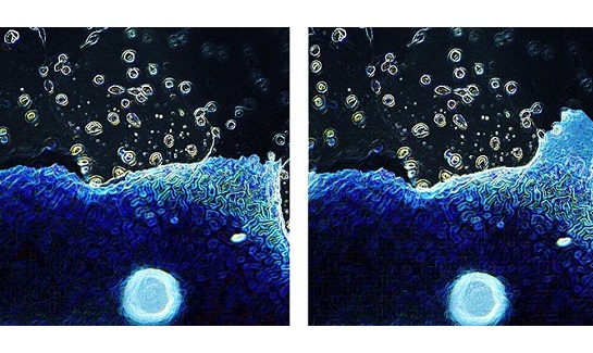 Image: The image shows a conductive scaffold that is functionalized with PEDOT conductive polymer (Photo courtesy of Rebecca Keate/Northwestern University)