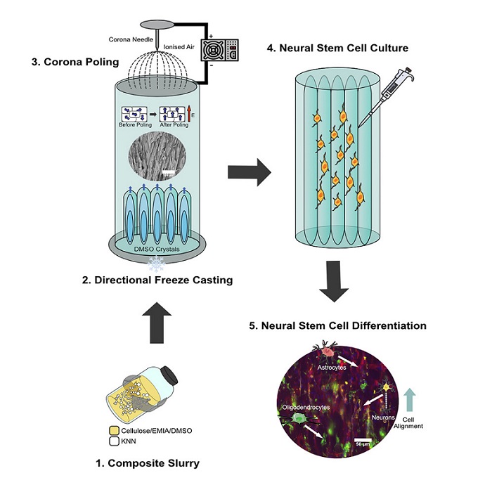 Image: Researchers have created cellulose-based scaffolds with piezoelectric properties for CNS injury repair (Photo courtesy of Cell Reports Physical Sciences)