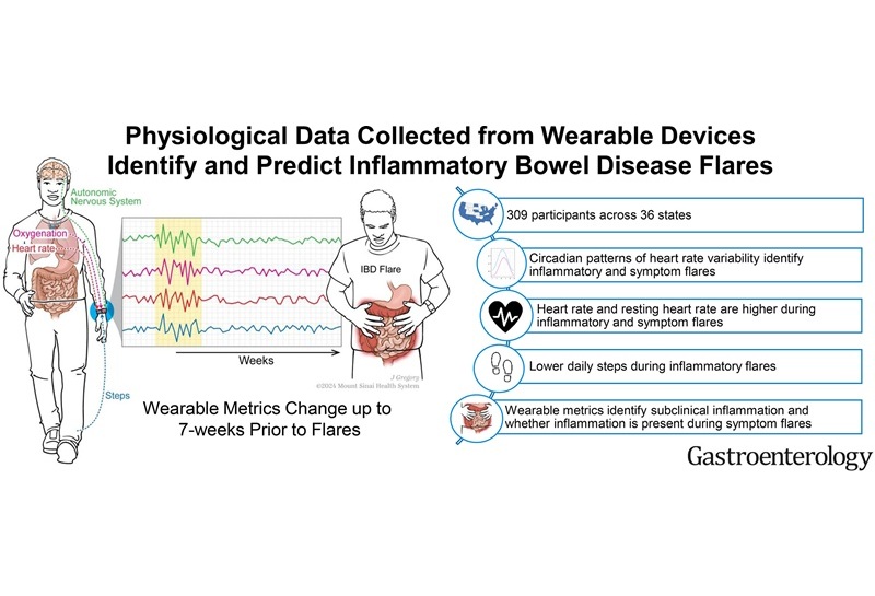 Image: Physiological data collected from wearable devices identify and predict inflammatory bowel disease flares (Photo courtesy of Gastroenterology, DOI:10.1053/j.gastro.2024.12.024)