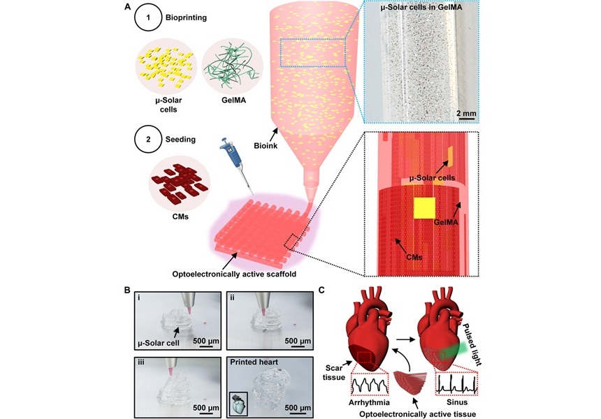 Image: Optoelectronically active bioink composition and printing (Photo courtesy of Science Advances, DOI: 10.1126/sciadv.adt7210)