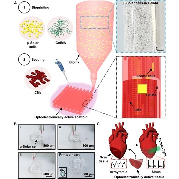 Image: Optoelectronically active bioink composition and printing (Photo courtesy of Science Advances, DOI: 10.1126/sciadv.adt7210)